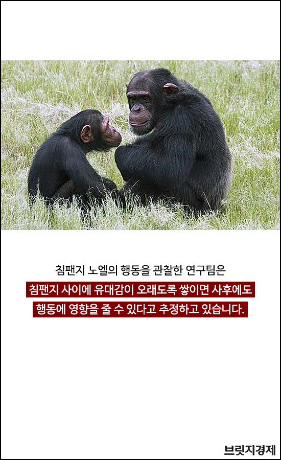 침팬지1