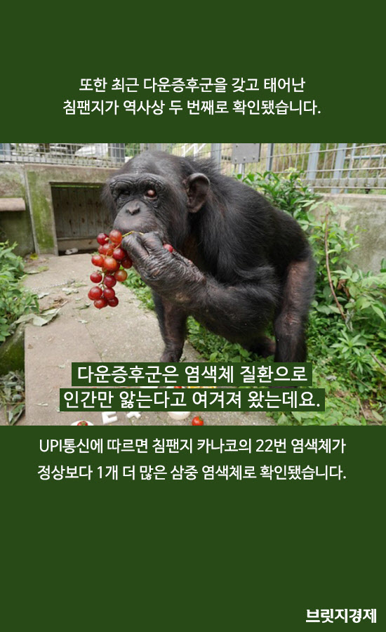 침팬지1