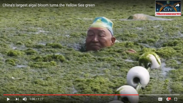 中 녹조해수욕-유투브 캡쳐