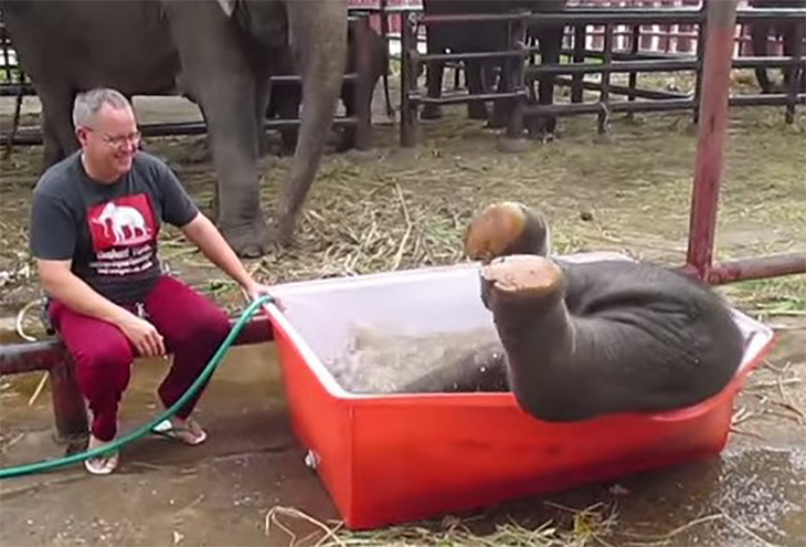 `우당탕탕` 욕조에서 목욕하는 아기 코끼리 `웃음`