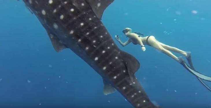 고래상어와 수영하는 여성 다이버 환상적 모습 `감탄`