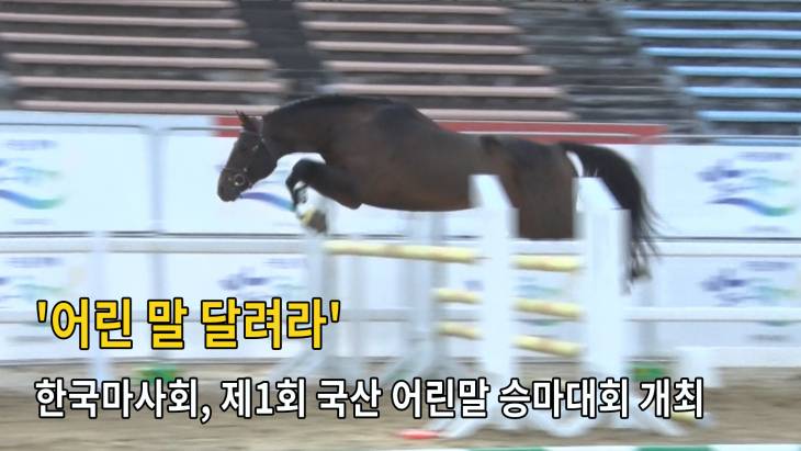 [브릿지영상]`어린 말 달려라` … 한국마사회, 제1회 국산 어린말 승마대회 개최