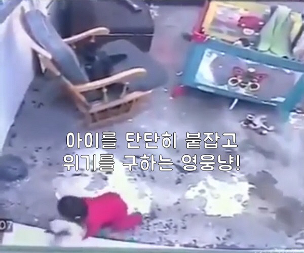 [SNS `픽` 영상] 계단 떨어질뻔한 아기 구한 영웅 고양이