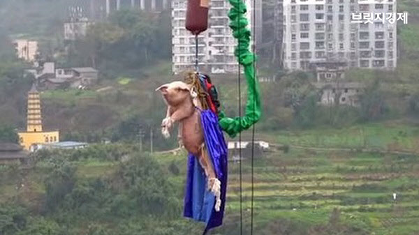 [SNS `픽` 영상] 75kg 돼지 번지점프 시킨 중국 엽기 놀이공원