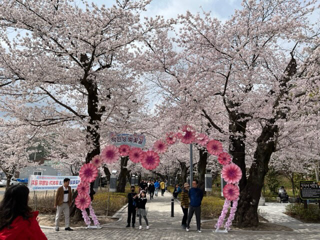 울주군, 제5회 작천정 벚꽃축제 개최